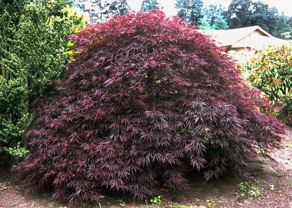 Acer palmatum Red Dragon Japanese Maple Laceleaf Tree for sale in Lebanon
