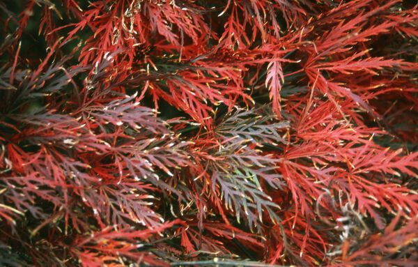 Acer palmatum Red Dragon Japanese Maple Laceleaf Tree for sale in Lebanon