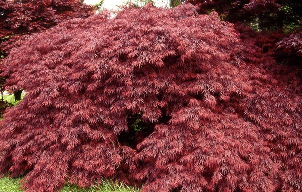 Acer Palmatum Tamukeyama Japanese Maple Laceleaf Tree for sale in Lebanon