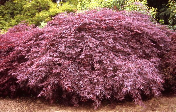 Acer Palmatum Tamukeyama Japanese Maple Laceleaf Tree for sale in Lebanon