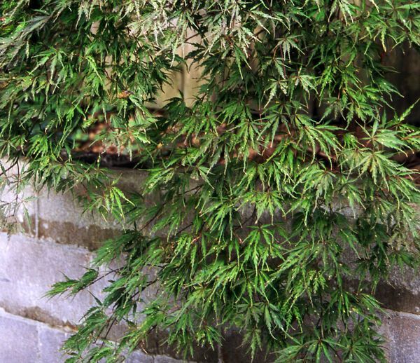 Acer Palmatum Tamukeyama Japanese Maple Laceleaf Tree for sale in Lebanon