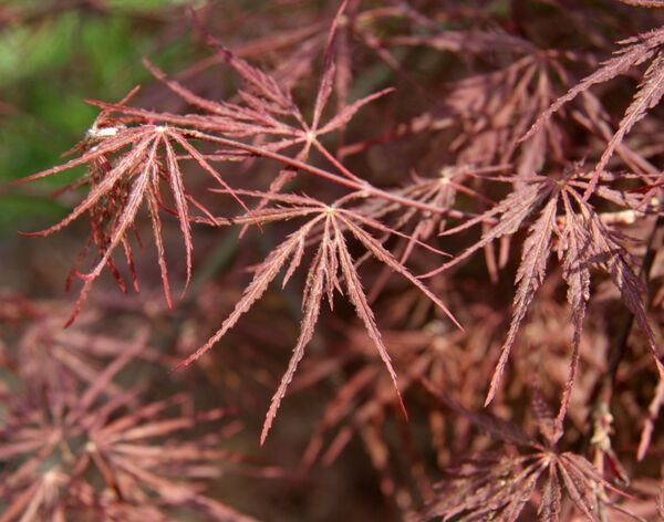 Acer Palmatum Tamukeyama Japanese Maple Laceleaf Tree for sale in Lebanon