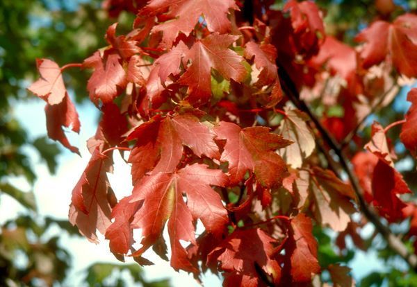Acer x freemanii Autumn Blaze Red Maple Tree for sale in Lebanon
