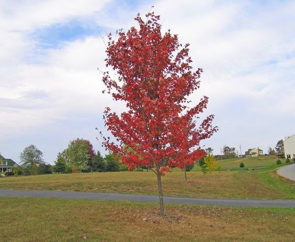 Acer x freemanii Autumn Blaze Red Maple Tree for sale in Lebanon