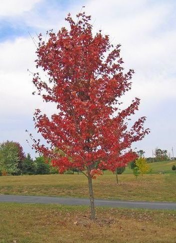 Acer Autumn Blaze Maple Tree