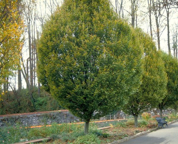 Carpinus betulus Fastigiata Pyramidal European Hornbean Tree for sale in Lebanon
