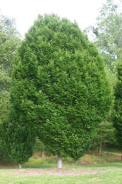 Carpinus betulus Fastigiata Pyramidal European Hornbean Tree for sale in Lebanon