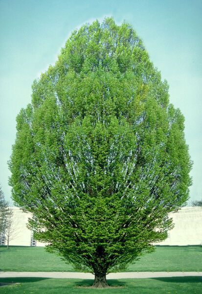 Carpinus betulus Fastigiata Pyramidal European Hornbean Tree for sale in Lebanon