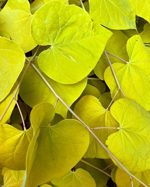 Cercis Canadensis Golden Falls Redbud Tree for sale in Lebanon