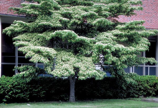 Cornus kousa chinensis Kousa  Dogwood Tree for sale in Lebanon