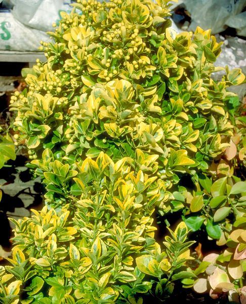 golden euonymus shrub evergreen bush for sale in Lebanon 