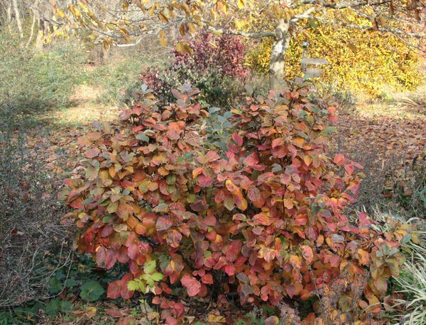 Fothergilla Blue Shadow Shrub flowering bush for sale in Lebanon