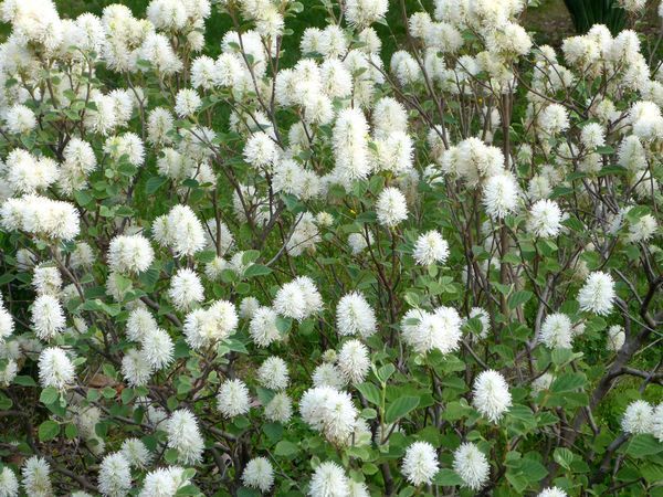 Fothergilla Mount Airy Shrub flowering bush for sale in Lebanon