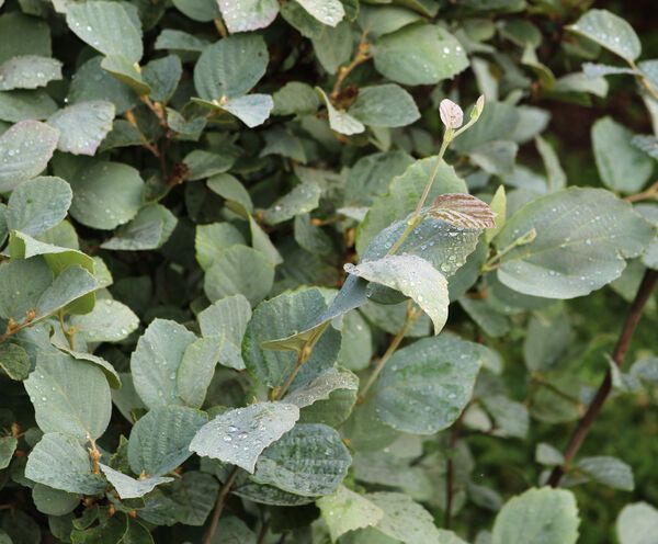 Fothergilla Blue Shadow Shrub flowering bush for sale in Lebanon