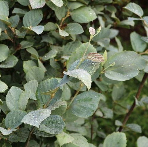 scotch broom lena Cytisus scoparius shrub bush