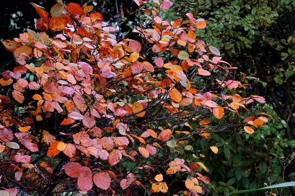 Fothergilla Mount Airy Shrub flowering bush for sale in Lebanon