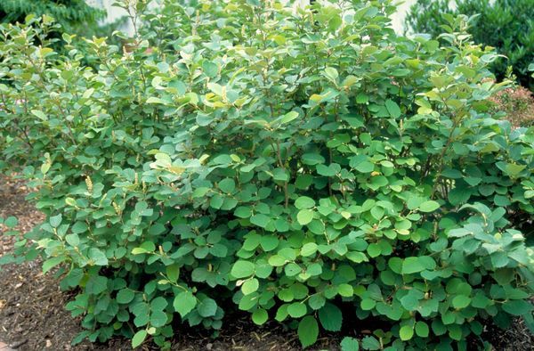 Fothergilla Mount Airy Shrub flowering bush for sale in Lebanon