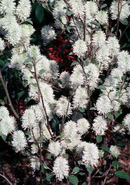 Fothergilla Blue Shadow Shrub flowering bush for sale in Lebanon