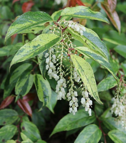 Leucothoe rainbow shrub evergreen bush for sale in Lebanon