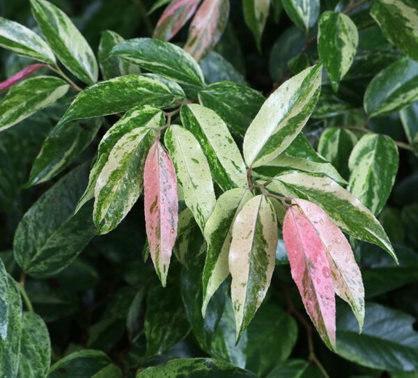 Leucothoe rainbow shrub evergreen bush for sale in Lebanon