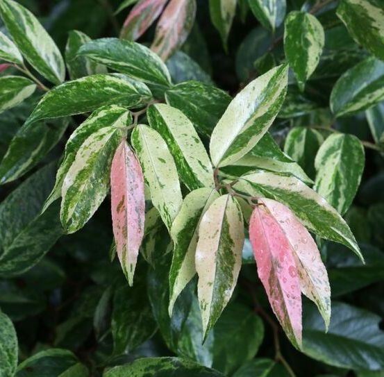 Prunus Otto Luykens cherry Laurel