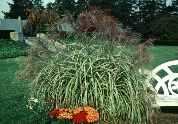 Miscanthus sinensis Variegatus Variegated Japanese Silver Grass for sale in Lebanon