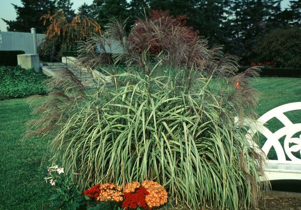 Variegated Japanese Silver Grass - Nolt's Garden Center