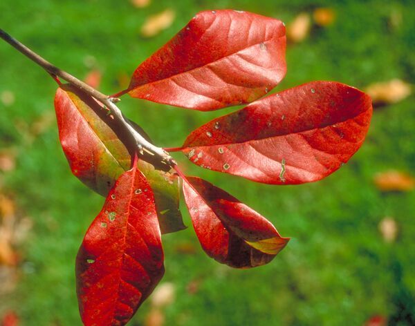 Nyssa sylvatica Wildfire Black Gum Tree for sale in Lebanon