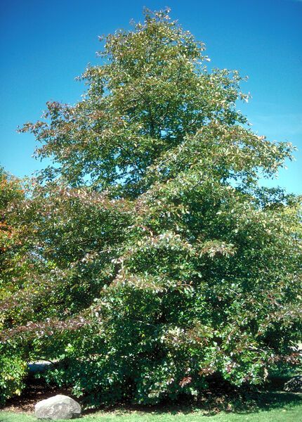 Nyssa sylvatica Wildfire Black Gum Tree for sale in Lebanon