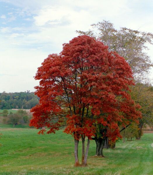 Nyssa sylvatica Wildfire Black Gum Tree for sale in Lebanon