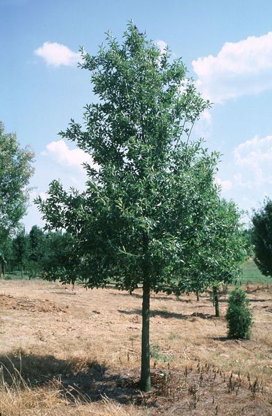 Nyssa sylvatica Wildfire Black Gum Tree for sale in Lebanon