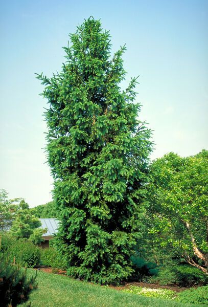 Picea abies Cupressina Columnar Norway Spruce shrub evergreen bush for sale in Lebanon