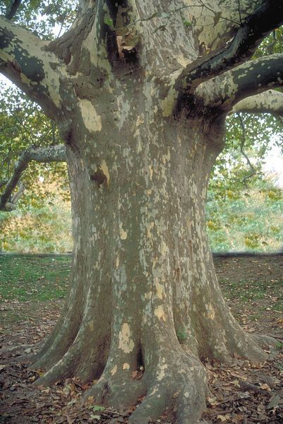 Platanus x acerifolia Morton Circle Exclamation! London Planetree Sycamore Tree for sale in Lebanon