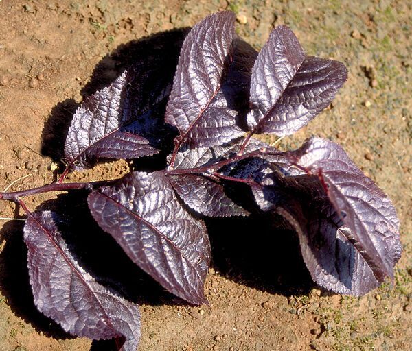 Prunus cerasifera Krauter Vesuvius Plum Tree for sale in Lebanon