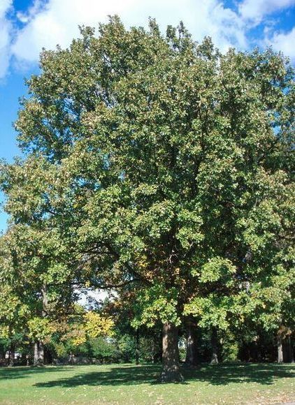 Quercus Swamp White Oak Tree