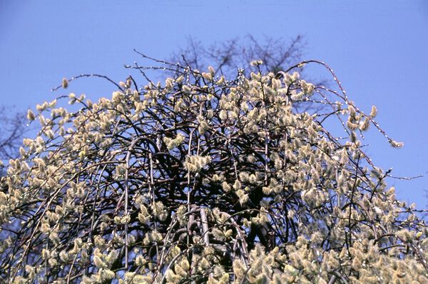 Salix caprea Weeping Pussy Willow Tree for sale in Lebanon
