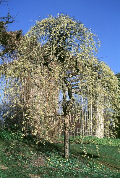 Salix caprea Weeping Pussy Willow Tree for sale in Lebanon
