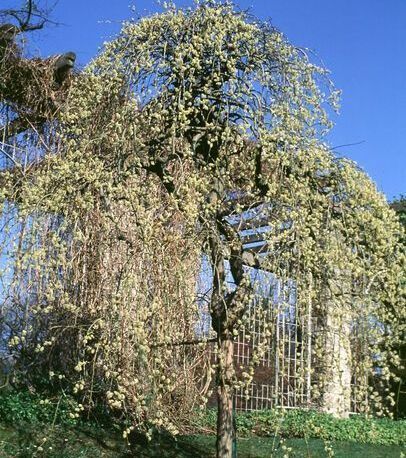 Salix caprea Weeping Pussy Willow