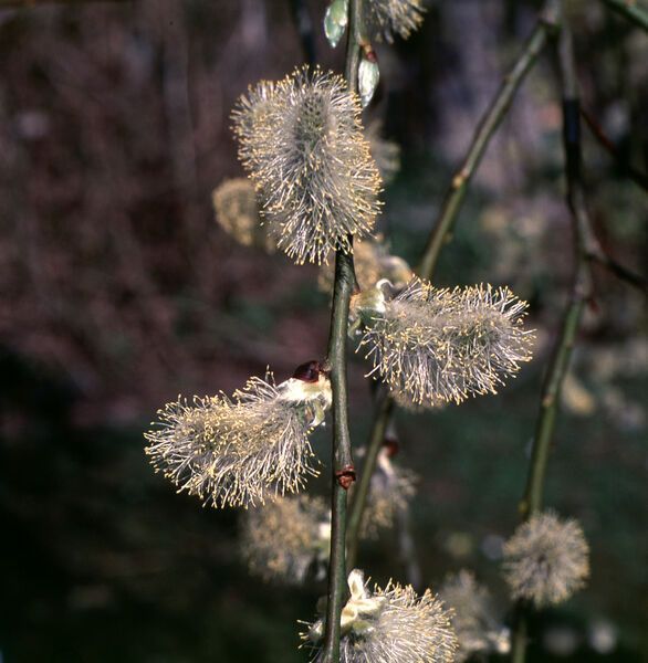 Salix caprea Weeping Pussy Willow Tree for sale in Lebanon