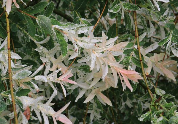 Salix integra Hakuro Nishiki Dappled Willow Tree for sale in lebanon 