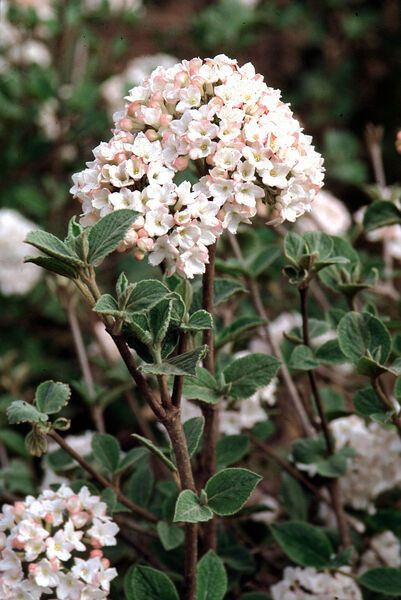 korean spice viburnum shrub flowering bush for sale in Lebanon