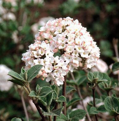 korean spice viburnum shrub flowering bush for sale in lebanon