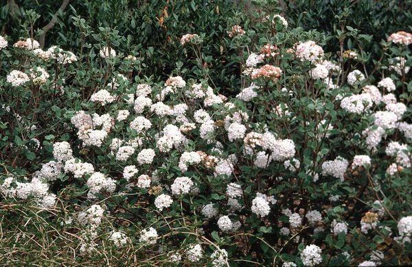 korean spice viburnum shrub flowering bush for sale in Lebanon