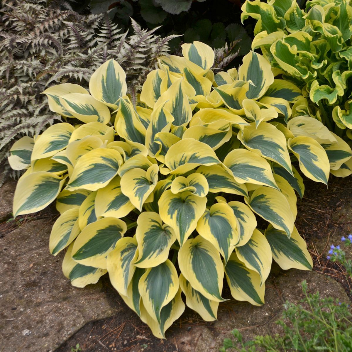 Autumn Frost Hosta medium perennial for sale in Lebanon