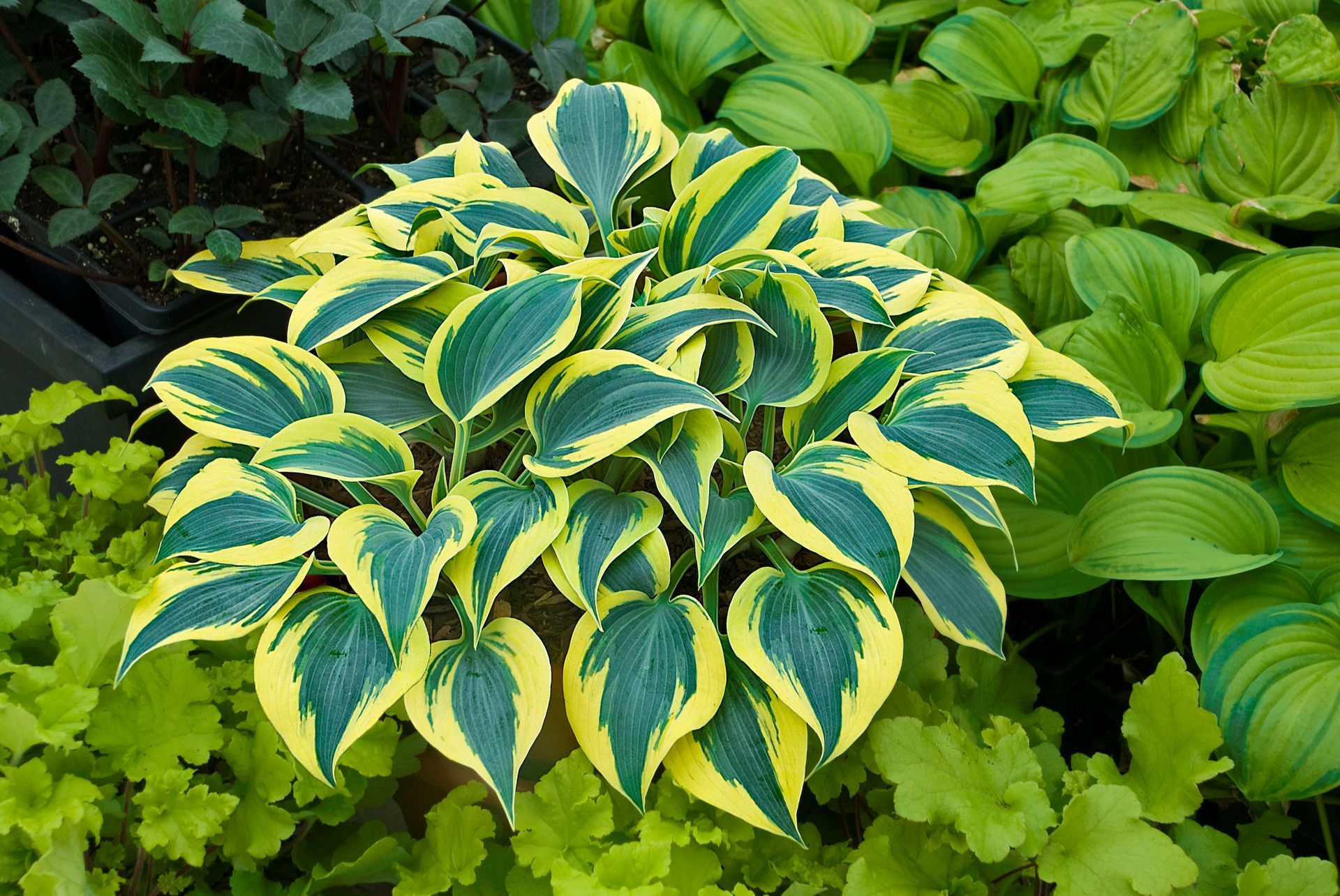 Autumn Frost Hosta medium perennial for sale in Lebanon