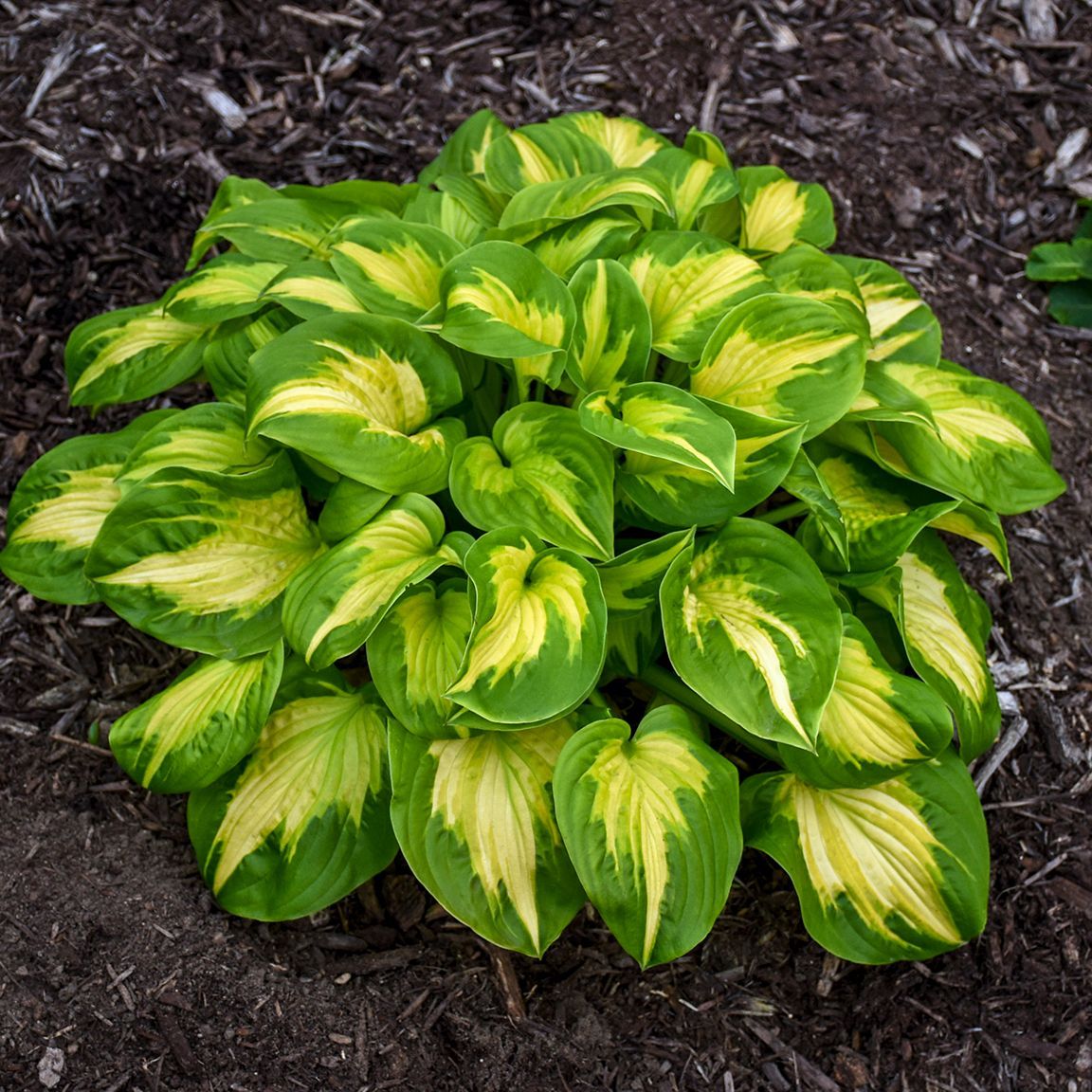 Etched Glass Hosta medium perennial for sale in Lebanon