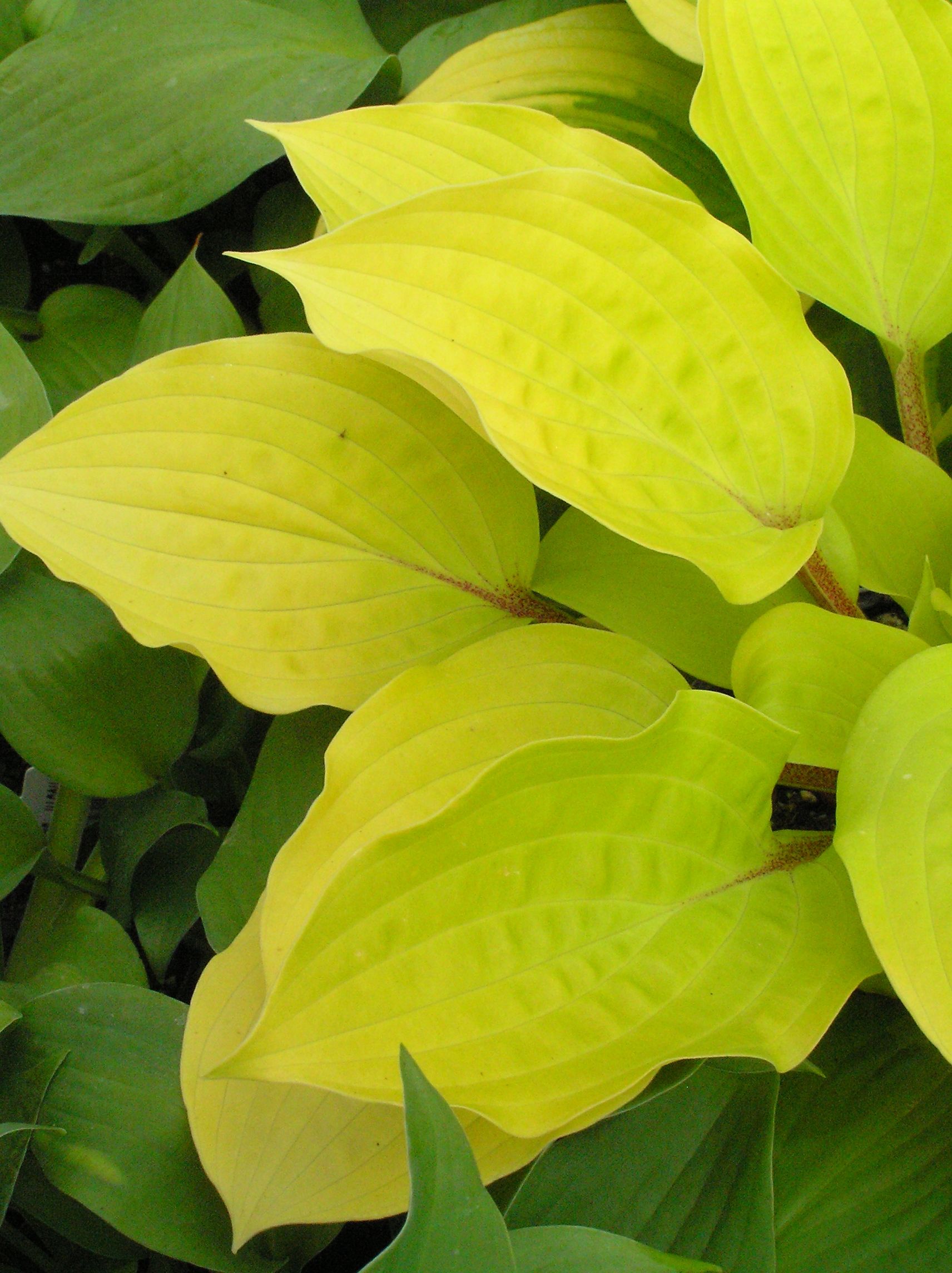 Fire Island Hosta medium perennial for sale in Lebanon