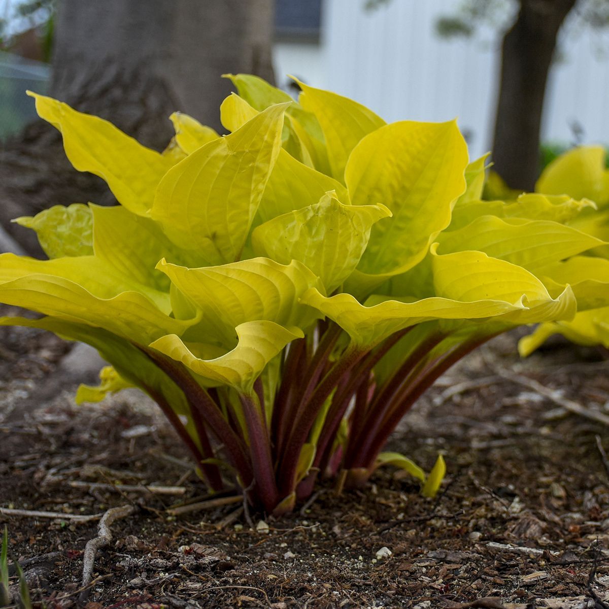 Fire Island Hosta medium perennial for sale in Lebanon