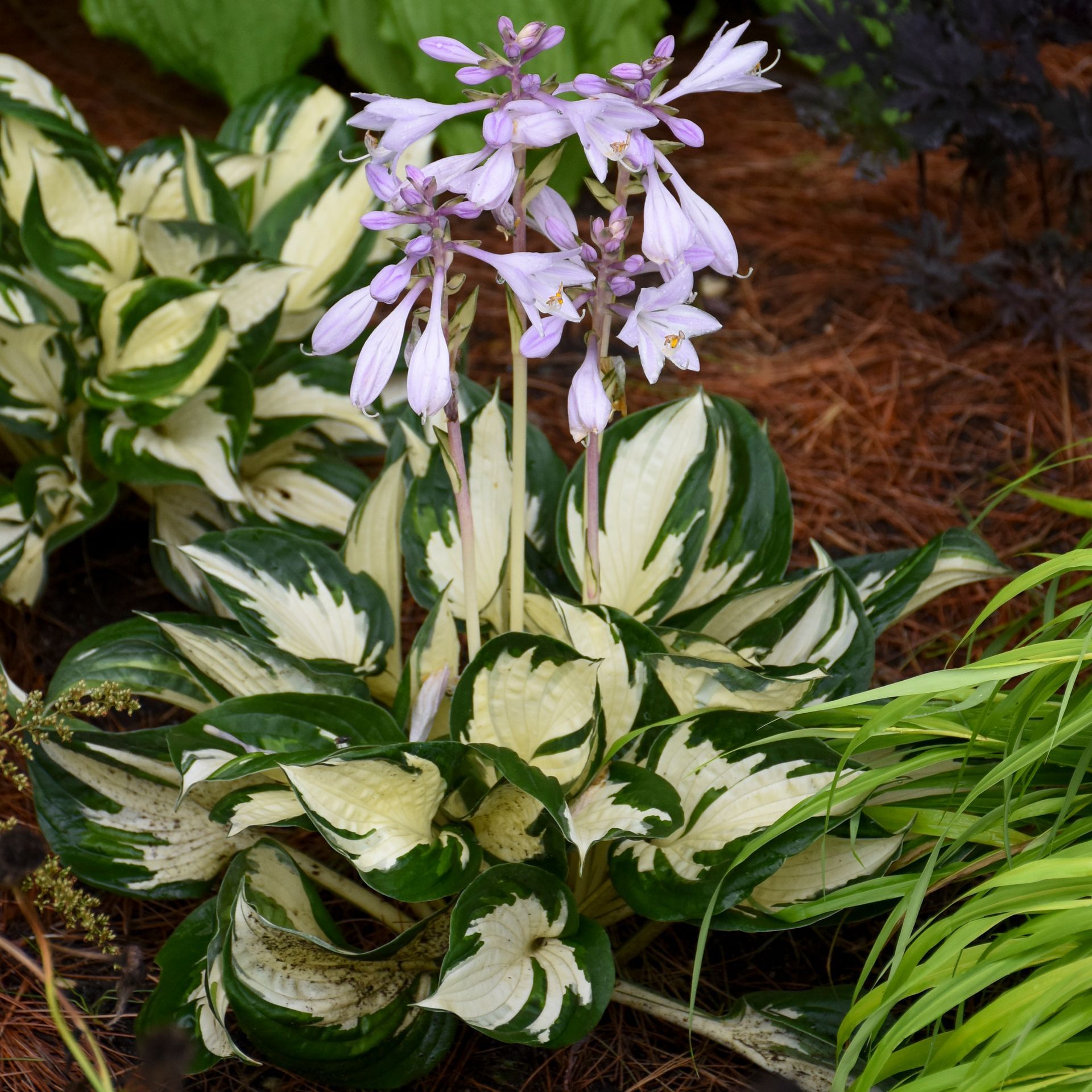 Fire & Ice Hosta medium perennial for sale in Lebanon