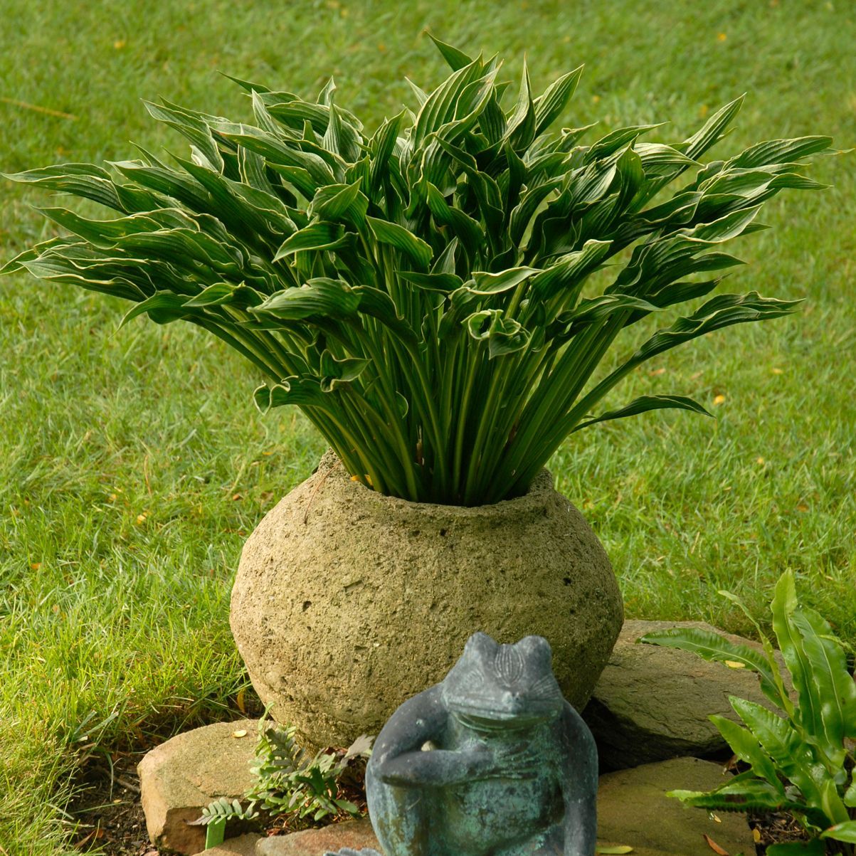 Praying Hands Hosta medium perennial for sale in Lebanon